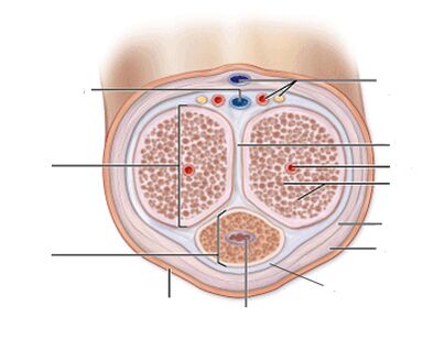 penile ligament