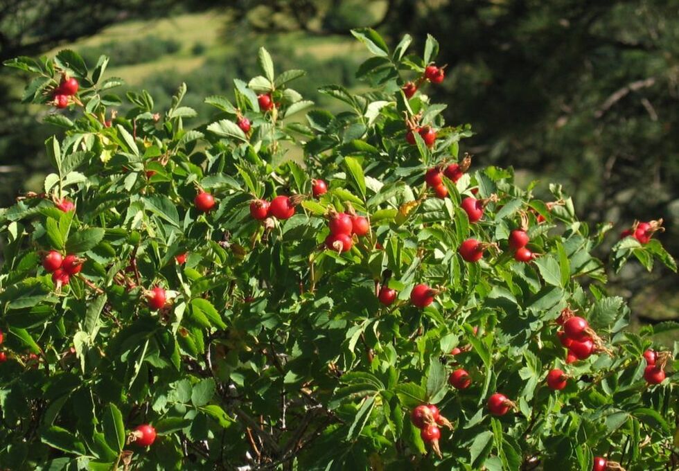 rose plant for penis enlargement
