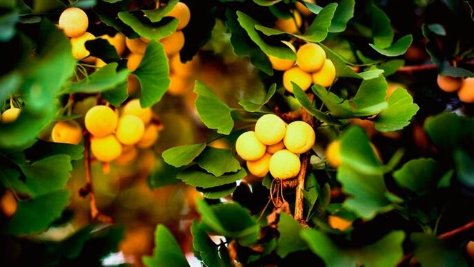 Ginkgo Biloba is a penis enlargement stimulant